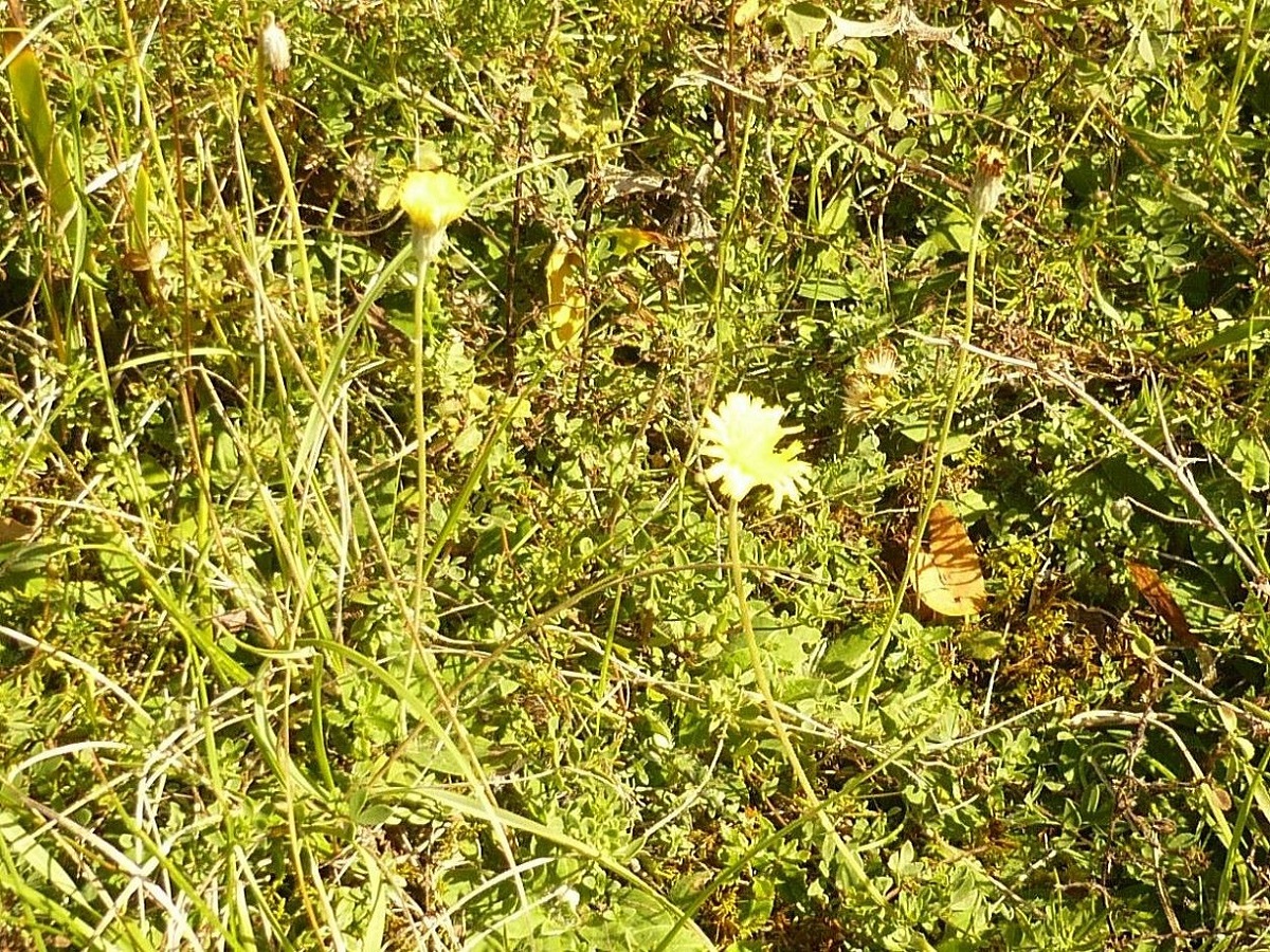 Pilosella tardans (Asteraceae)